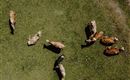 Tiere