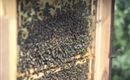 Tiroler Bienenalm Thiersee Bienenstock Ansicht