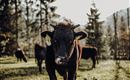 Wagyu-Rinder-3 (c) Katharina Beihammer Photography