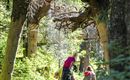 A hike on a narrow path through a forest. Two people walk beneath old, gnarled trees.
