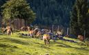 Wildgehege Wochenbrunner Alm