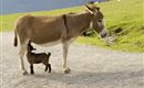 Wildpark Aurach 1