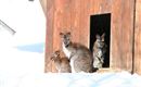 Wildpark Aurach 10