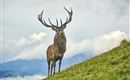 Wildpark Aurach 2