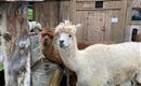 Wildpark Aurach 4
