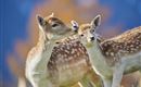 Wildpark Aurach 5
