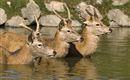 Wildpark Aurach 4