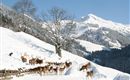 Wildpark Aurach 9