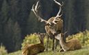 Wildpark Aurach