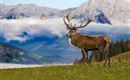 Wildpark Aurrach 11