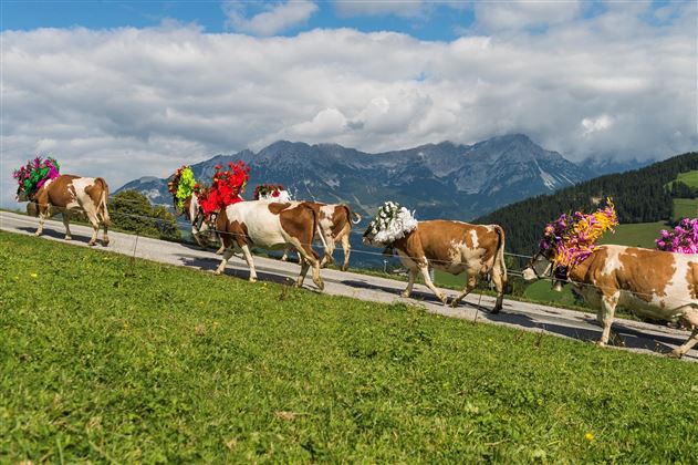Five cows with colorful flower crowns are wandering across a green meadow. In the background, mountains and a blue sky can be seen.