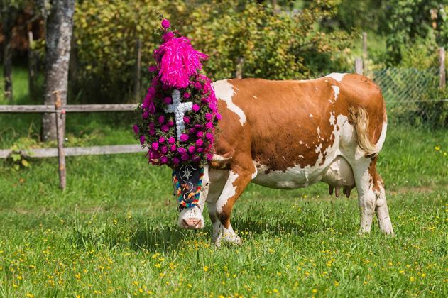 A cow is standing in a meadow wearing a colorful headpiece made of flowers and feathers. In the background, there are trees and a fence visible.