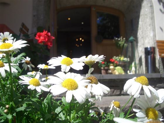 A flower meadow with white daisies blooms in front of an entrance. In the background, additional plants and decorations are visible.