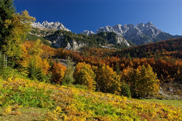 A picturesque mountain landscape in autumn with colorful deciduous trees. In the background rises an impressive mountain range under a clear blue sky.