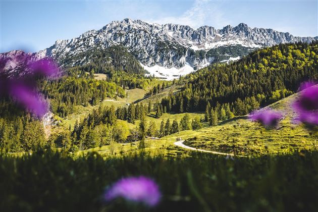 Landschaft-Fruehling-Wilder-Kaiser