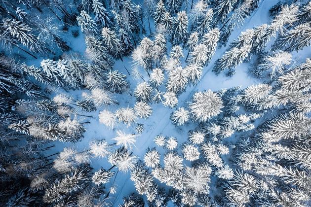 Landschaft-verschneite-Baeume-Wilder-Kaiser-
