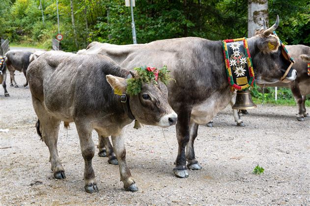 Two cows are standing on a path. One cow is wearing a flower crown and a colorful necklace.
