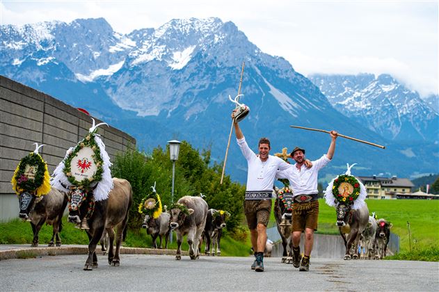 Two men in traditional attire lead a group of decorated cows through a picturesque landscape. Impressive mountains can be seen in the background.