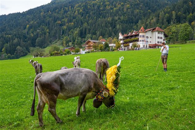 A green meadow with cows grazing. In the background, picturesque mountains and traditional buildings can be seen.