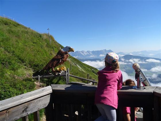 Naturerlebnis Kaisergebirge