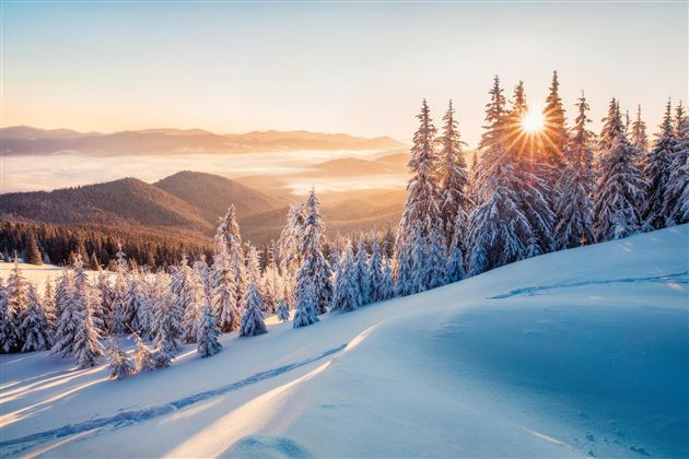 A snowy winter landscape with tall pine trees. The sun rises behind the mountains, bathing the scene in warm light.