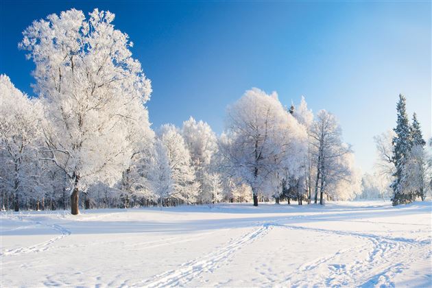 A snowy winter landscape with snow-covered trees. The sky is clear and blue.
