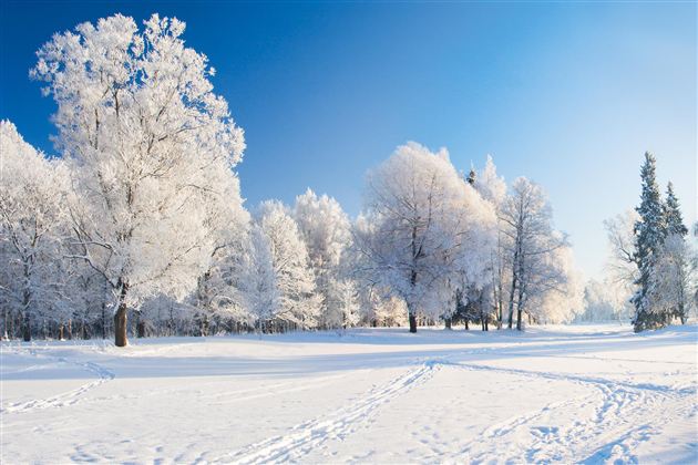 A snowy landscape with frost-covered trees and a radiant blue sky. The snow sparkles in the sunlight, creating a peaceful winter atmosphere.