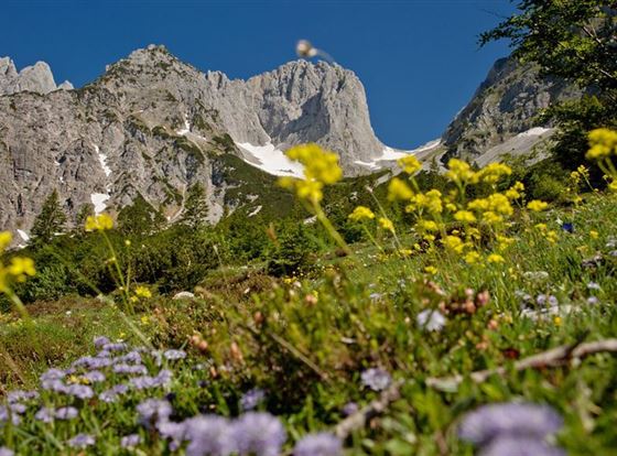 Eine beeindruckende Berglandschaft mit hohen Gipfeln und schneebedeckten Bereichen. Im Vordergrund blühen bunte Wildblumen auf einer grünen Wiese.