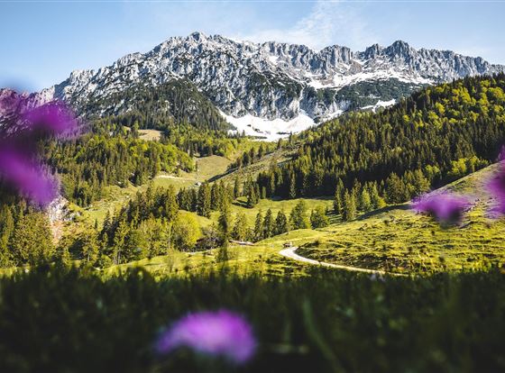 Eine malerische Berglandschaft mit schneebedeckten Gipfeln und üppigen grünen Wiesen. Im Vordergrund blühen violette Blumen.