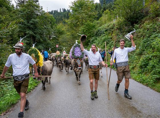 Eine Gruppe von Männern in traditioneller Kleidung führt eine Herde mit Kühen den Weg entlang. Sie tragen Hüte und halten verschiedene Gegenstände in den Händen.