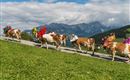 Five cows with colorful flower crowns are wandering across a green meadow. In the background, mountains and a blue sky can be seen.