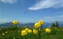 Blumenwiese