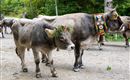 Two cows are standing on a path. One cow is wearing a flower crown and a colorful necklace.