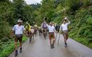 A group of people in traditional costume accompanies a herd of animals along a country road. Surrounded by green trees and mountains, they celebrate a lively tradition.