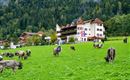 A picturesque alpine area with a large meadow and cows grazing. In the background stands a traditional building with balconies and colorful flowers.