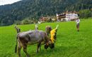 A green meadow with cows grazing. In the background, picturesque mountains and traditional buildings can be seen.