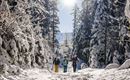 Eine verschneite Waldlandschaft mit hohen Bäumen. Drei Personen gehen fröhlich einen Weg entlang, während die Sonne scheint.