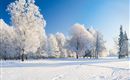 A winter landscape with snow-covered trees and clear blue sky. The ground is covered with fresh, white snow.