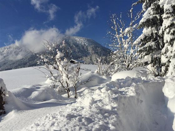 Eine verschneite Landschaft mit schneebedeckten Bäumen und einem klaren blauen Himmel. Im Hintergrund sind sanfte Berge zu sehen.