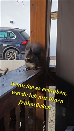 Ein süßes Eichhörnchen sitzt auf einem Balkon und schaut neugierig. Im Hintergrund ist ein Auto und ein klarer Himmel zu sehen.