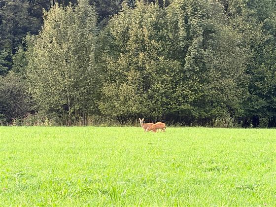 A deer is standing in a green meadow. Trees can be seen in the background.