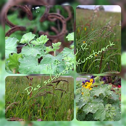 A mixture of fresh green plants and flowers covered with water droplets. In the background, a grid and a green meadow are visible.