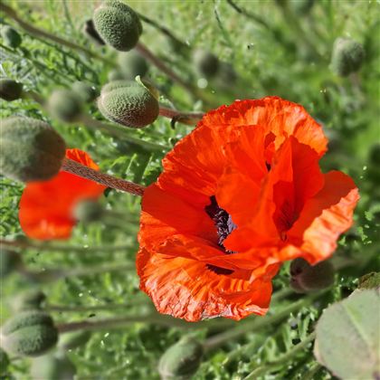 A vibrant red poppy blooms amidst green buds. The flower shines in the sun and draws attention to itself.
