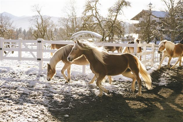 Eine Gruppe von Ponys auf einem schneebedeckten Bauernhof. Die Sonne scheint durch die Bäume und schafft eine gemütliche Atmosphäre.