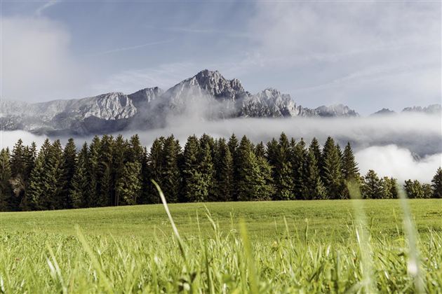 A green meadow with plenty of grass and trees in the foreground. In the background, majestic mountains rise, shrouded in light mist.