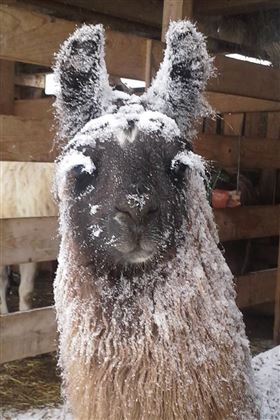 Ein Lama mit einer frostigen Mähne steht in einem Stall. Der Schnee ist auf seinem Fell und den Ohren sichtbar.