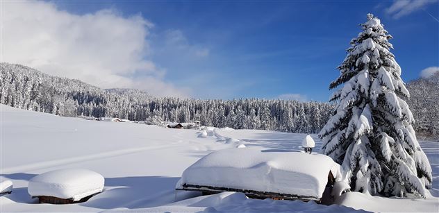 Eine verschneite Landschaft mit hohen, schneebedeckten Tannen. Der Himmel ist klar und blau, und die Schneedecke ist weich und unberührt.