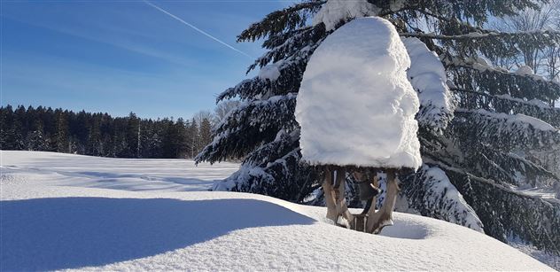 Ein schneebedeckter Baum steht vor einem klaren blauen Himmel. Die Landschaft ist ruhig und winterlich.