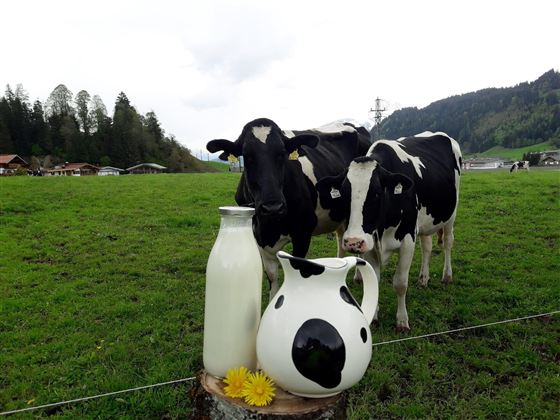 Twee koeien staan op een groene wei, terwijl verse melk in een glas en een decoratieve kan klaarstaat. Op de achtergrond zijn zachte heuvels en bomen te zien.