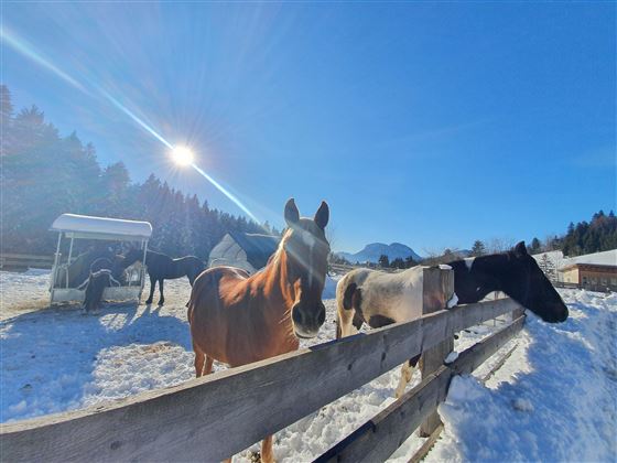 A sunny winter day on a pasture with several horses. The snow covers the ground and the sky is clear and blue.